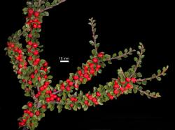 Cotoneaster perpusillus: Fruit and foliage.
 Image: D. Glenny © Landcare Research 2017 CC BY 3.0 NZ